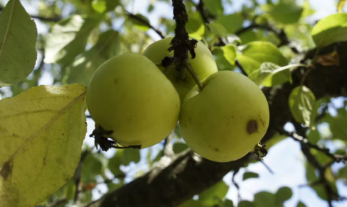 Des « collections vivantes » d’arbres fruitiers pour faire face au changement climatique