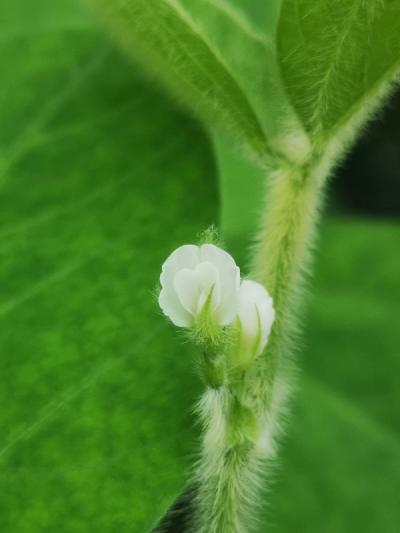 Edition de la voie de régulation du temps de floraison chez le soja pour une meilleure adaptabilité régionale