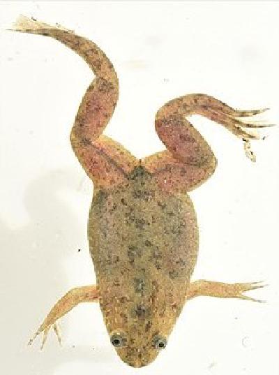 Xenopus Protein Atlas: missing proteins turn up in frogs !